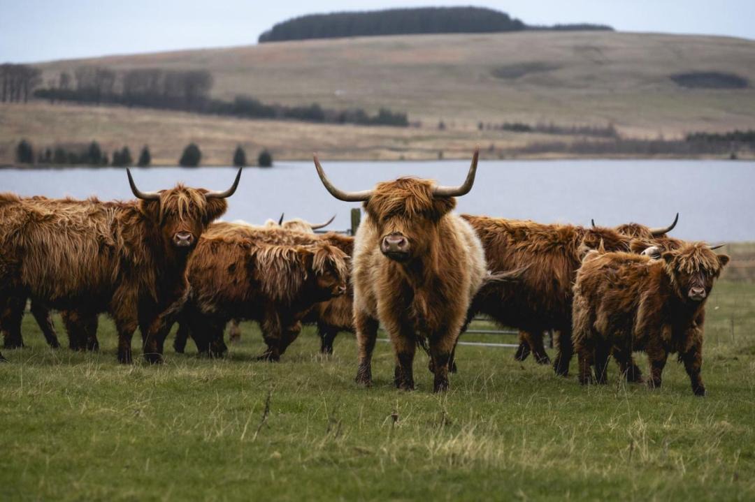 Photo of Others in Kirknewton