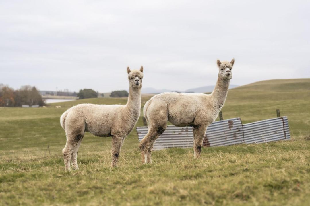 Photo of Others in Kirknewton