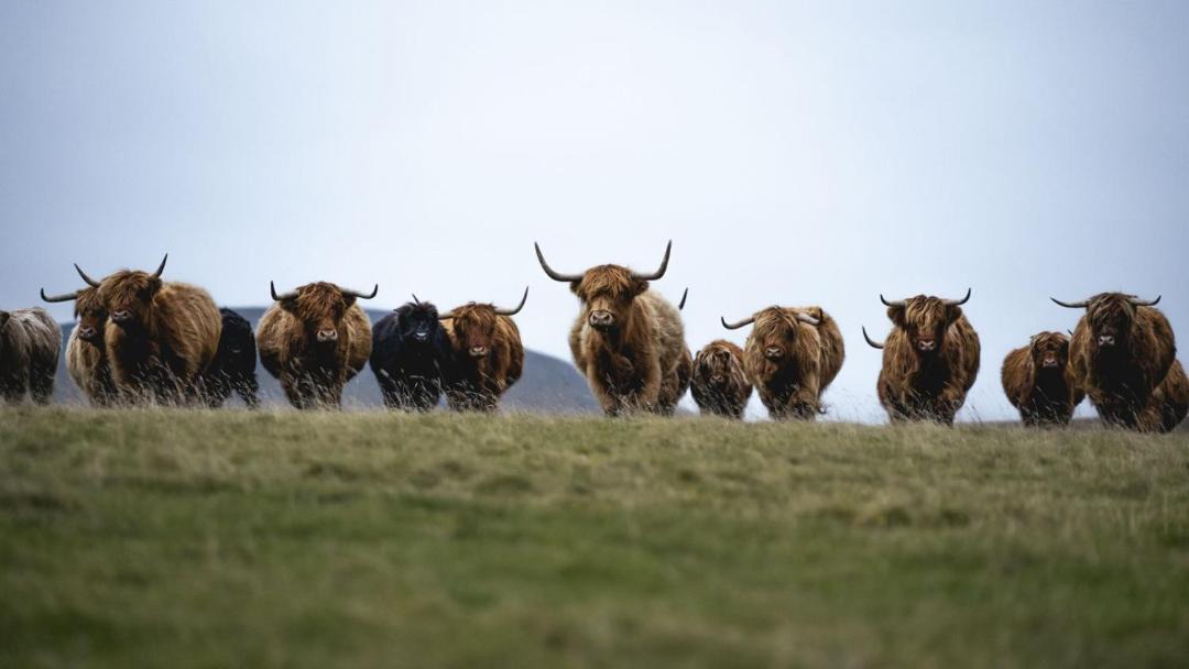 Photo of Others in Kirknewton