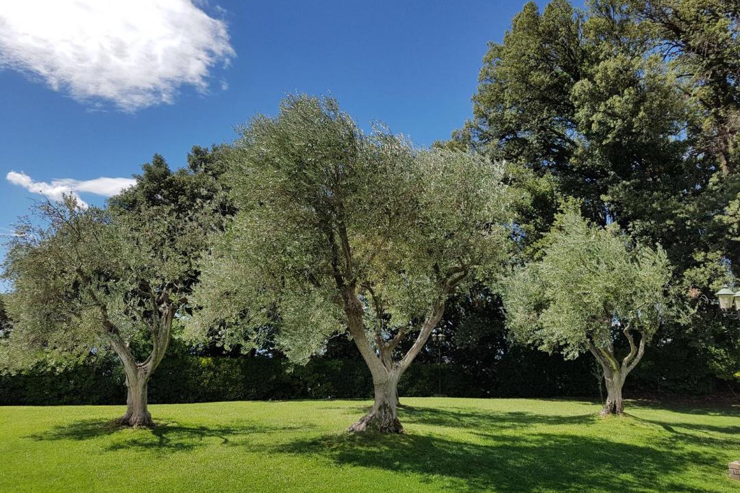 Photo of Others in Volterra