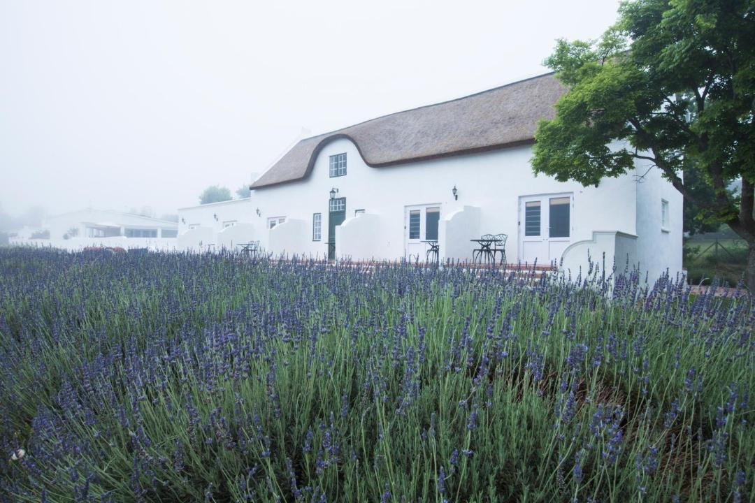 Photo of Others in Cape Winelands