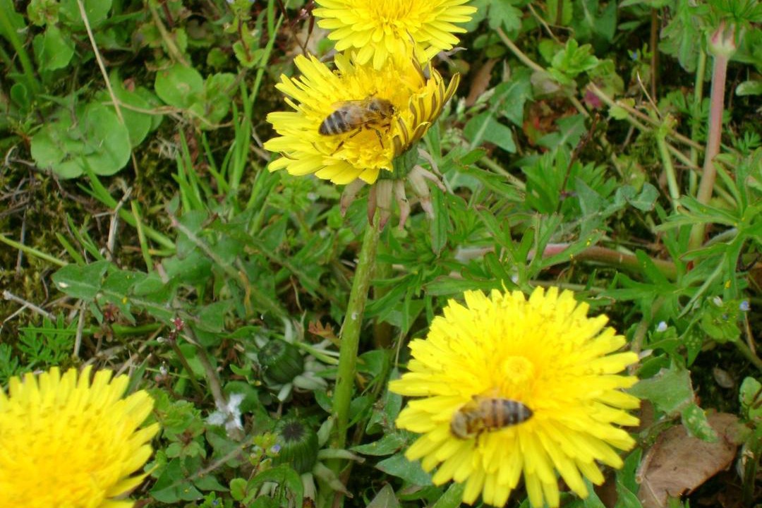 Photo of Outdoor in Fontanellato