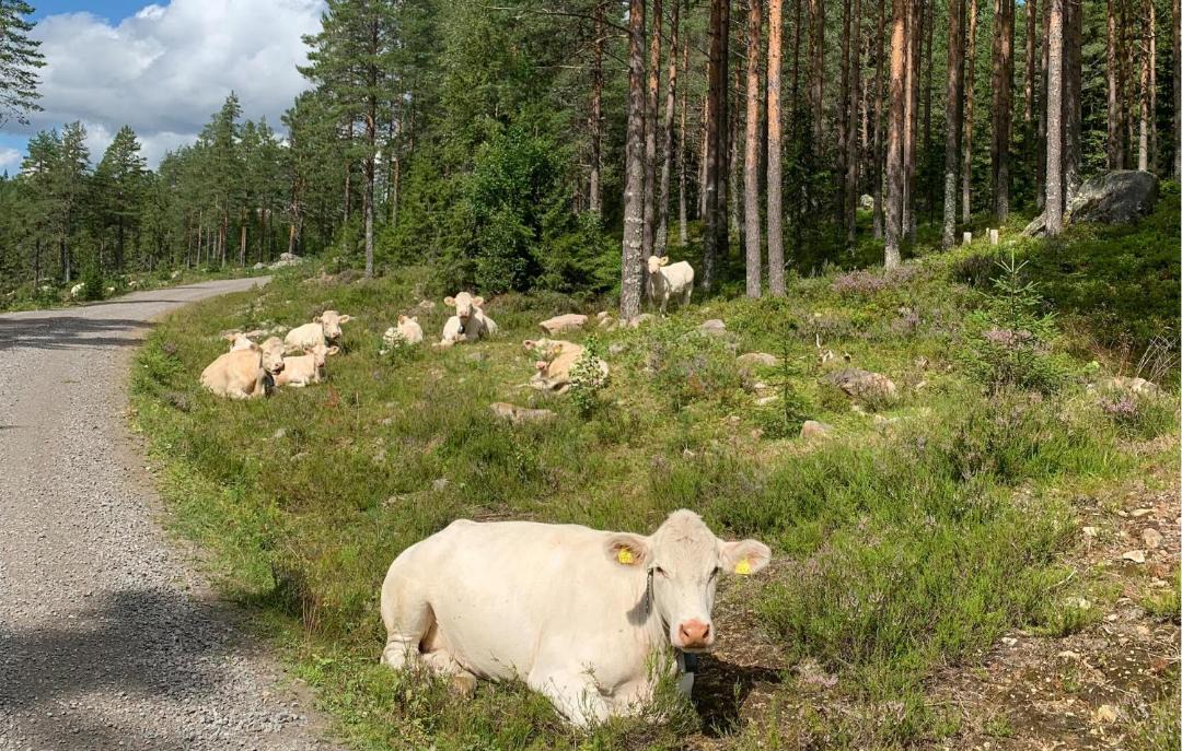 Photo of Others in Asnes Municipality