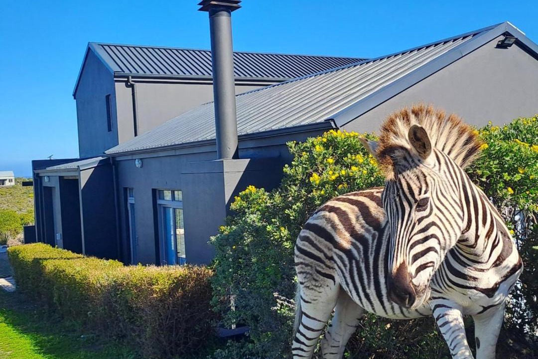 Photo of Others in Gansbaai