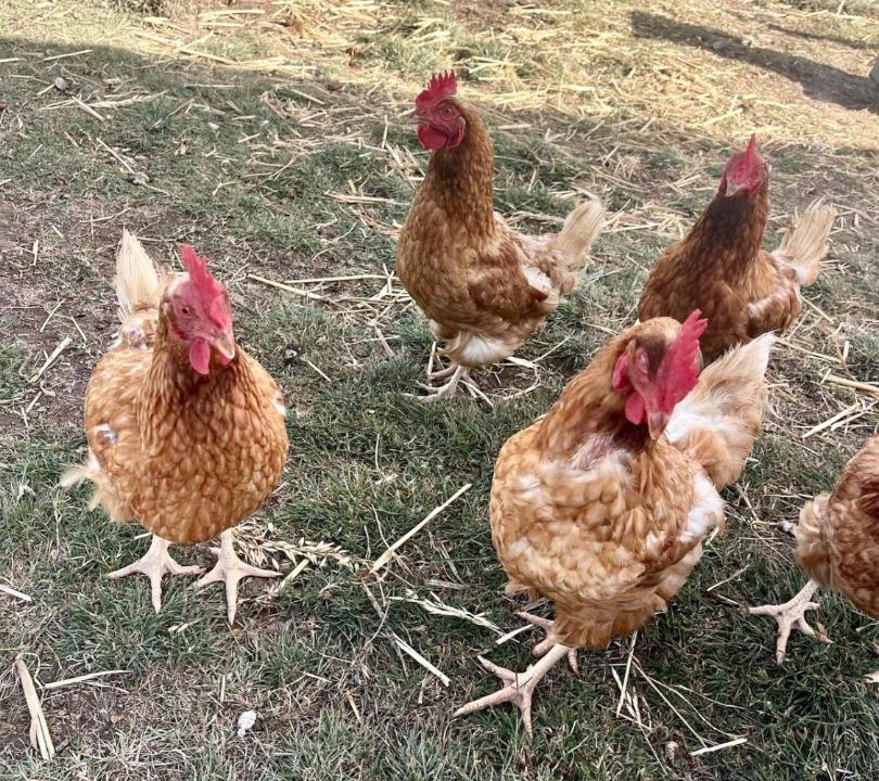 Photo of Others in Gundaroo