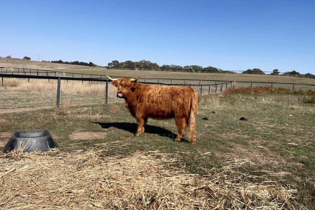Photo of Others in Gundaroo