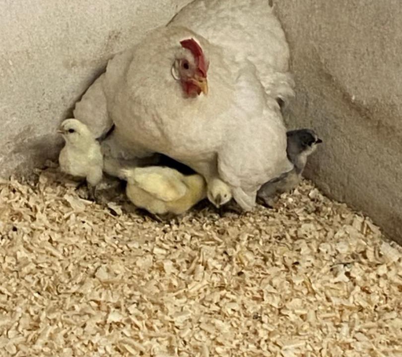 Photo of Others in Vernasca