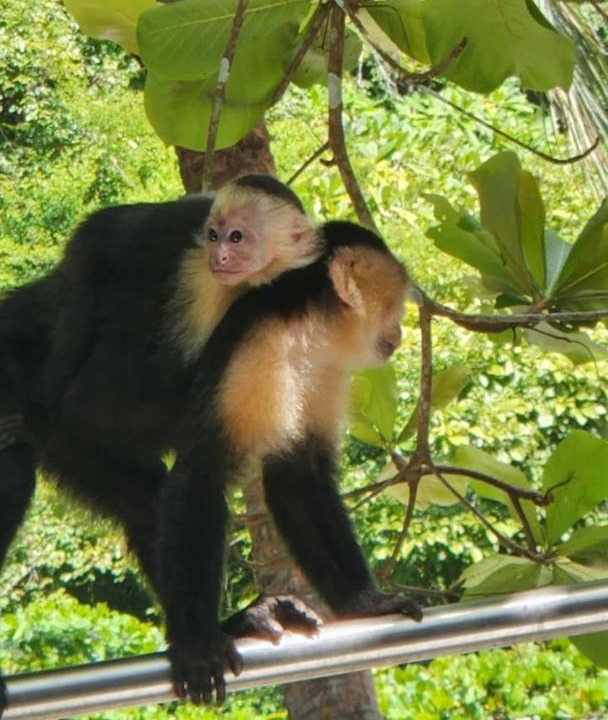 Photo of Others in Punta Leona