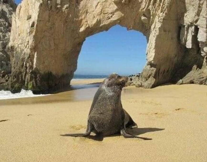 Photo of Others in Cabo San Lucas