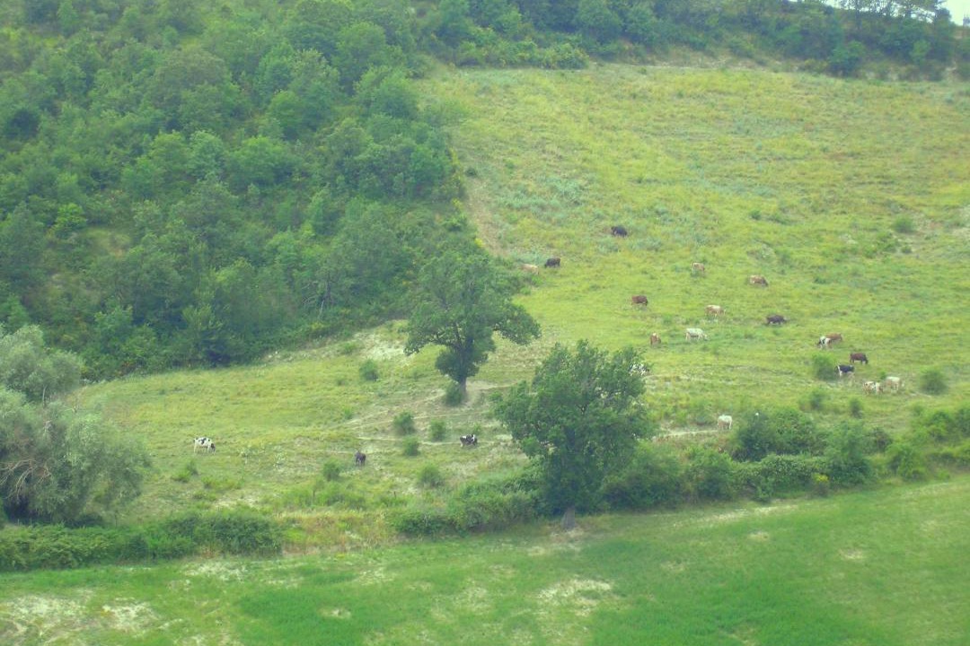 Photo of Others in Urbino