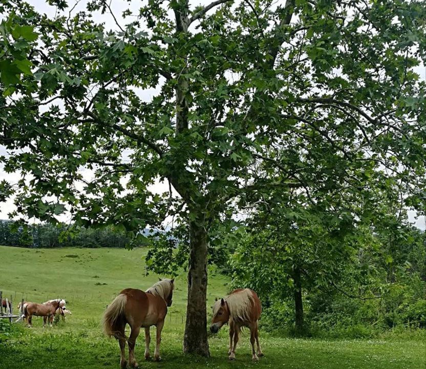 Photo of Others in Marzabotto
