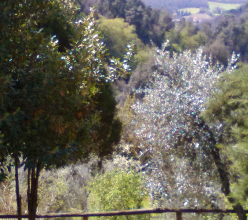 Photo of Others in Palaia