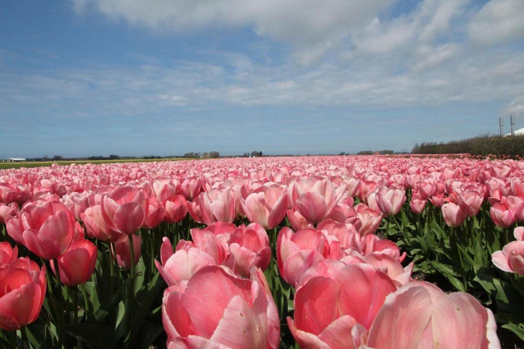 Photo of Others in Egmond aan den Hoef