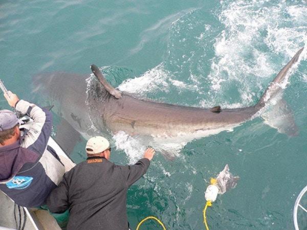 Photo of Others in Gansbaai
