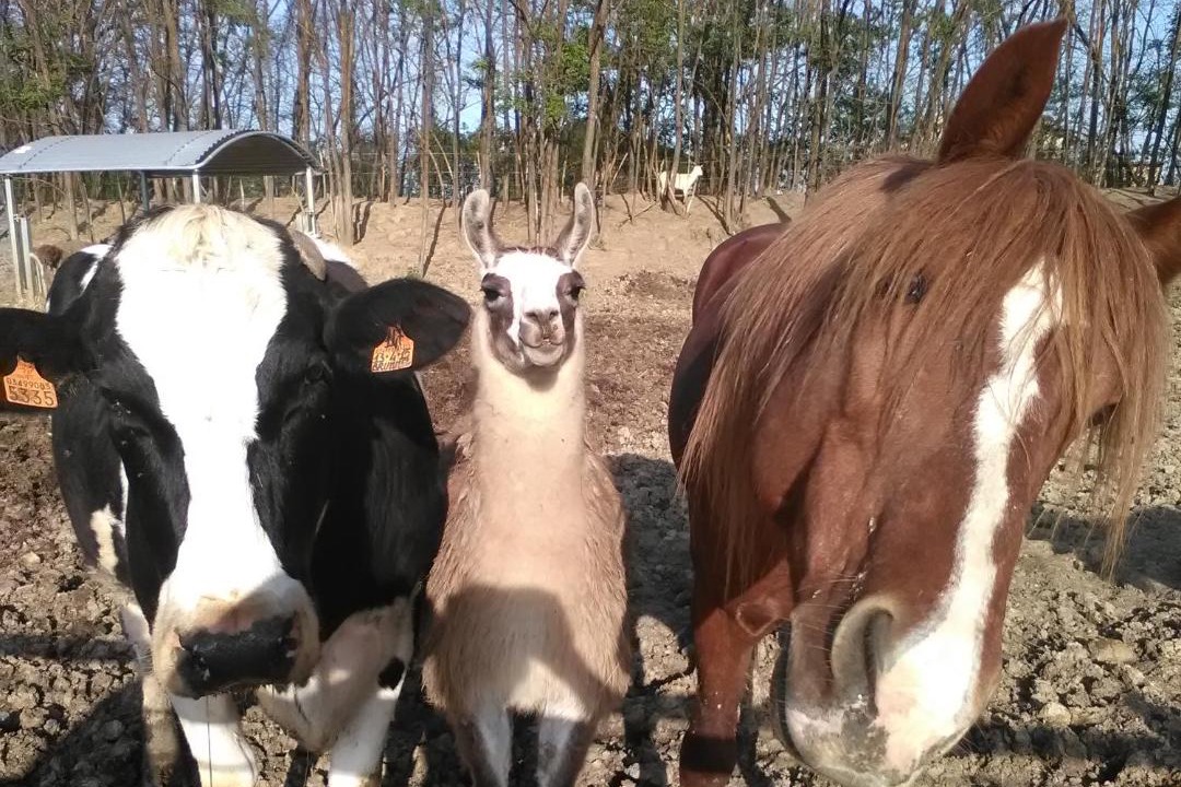 Photo of Others in Castione Marchesi